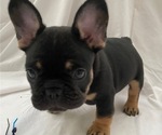 Small Photo #4 French Bulldog Puppy For Sale in CAMARILLO, CA, USA