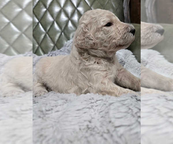 Medium Photo #23 Poodle (Standard) Puppy For Sale in CONROE, TX, USA