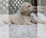 Small #5 Poodle (Standard)