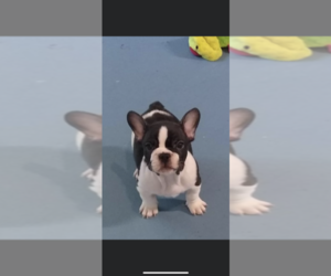 French Bulldog Puppy for sale in GERBER, CA, USA