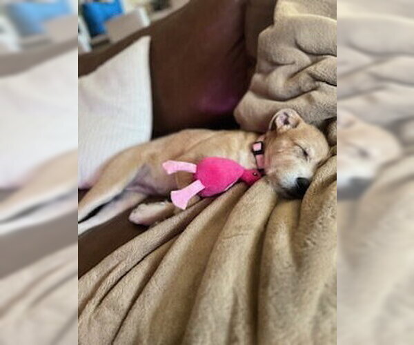 Medium Photo #4 Border Terrier-Labrador Retriever Mix Puppy For Sale in Lakewood, CO, USA