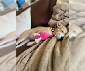 Sadie aka Lucy - Female Border Terrier-Labrador Retriever Mix Dog for Adoption - Photo #4