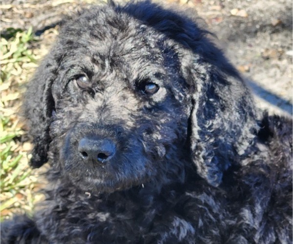 Medium Photo #2 Labradoodle Puppy For Sale in MILTON, FL, USA