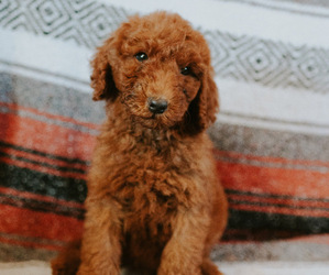 Goldendoodle Puppy for sale in CARLSBAD, NM, USA