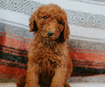 Small Goldendoodle