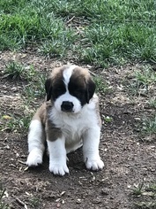 Saint Bernard Puppy for sale in BENTON, KS, USA