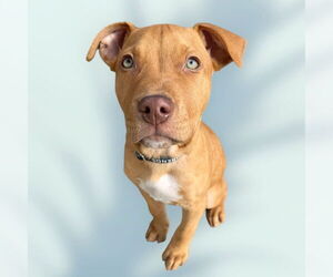 Labrador Retriever-Unknown Mix Dogs for adoption in Rockville, MD, USA