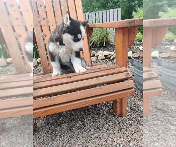 Medium Photo #2 Siberian Husky Puppy For Sale in AUBURN, NY, USA