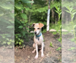 Small #7 Mutt
