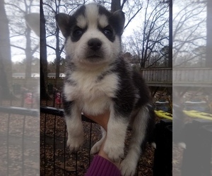 Siberian Husky Puppy for sale in FLORENCE, SC, USA