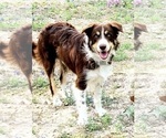 Small Photo #1 Border Collie Puppy For Sale in BYBEE, TN, USA