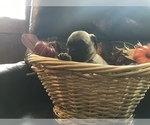 Small Photo #8 Pug Puppy For Sale in DAYTON, VA, USA