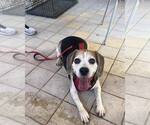 Small #1 Beagle