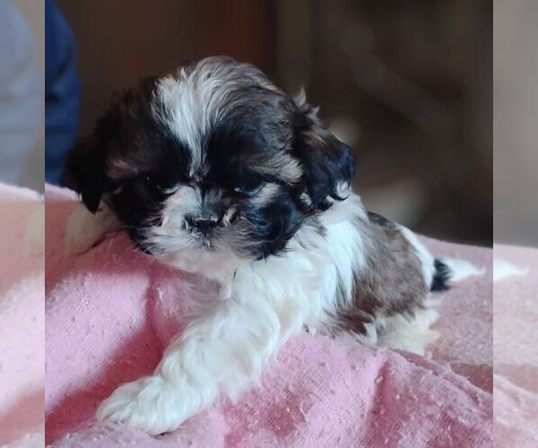 Medium Photo #1 Shih-Poo Puppy For Sale in REEDSBURG, WI, USA