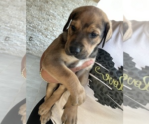 Doberman Pinscher Puppy for sale in PALMDALE, CA, USA