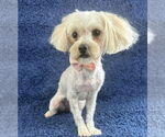 Small #1 Maltese Mix