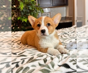 Pembroke Welsh Corgi Puppy for sale in INDIANAPOLIS, IN, USA