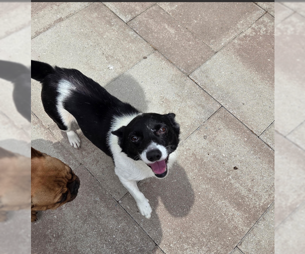 Medium Photo #3 Mutt Puppy For Sale in Cranston, RI, USA