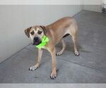 Small #1 Mastiff Mix