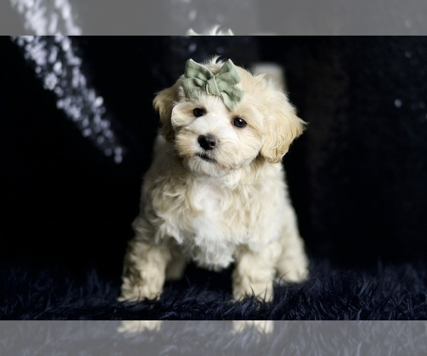 Medium Photo #1 Maltipoo (Miniature) Puppy For Sale in WARSAW, IN, USA