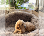 Small Photo #2 Goldendoodle Puppy For Sale in RIVERSIDE, CA, USA