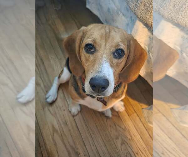 Medium Photo #3 Beagle Puppy For Sale in Crystal, MN, USA