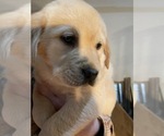 Small Photo #6 Labrador Retriever Puppy For Sale in CHEHALIS, WA, USA