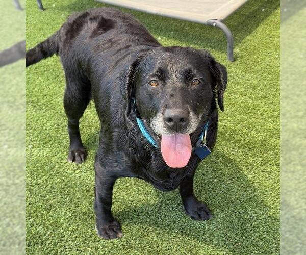 Medium Photo #5 Labrador Retriever Puppy For Sale in San Diego, CA, USA