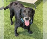 Small #4 Labrador Retriever