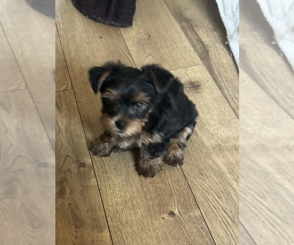 Medium Photo #23 Yorkshire Terrier Puppy For Sale in PALMDALE, CA, USA