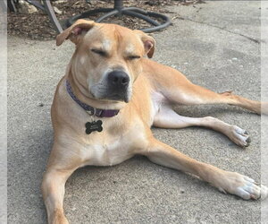 Linaria - Female Labrador Retriever-Unknown Mix Dog for Adoption - Photo #13