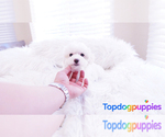 Small Photo #6 Maltipoo Puppy For Sale in FULLERTON, CA, USA