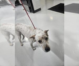 Mutt Dogs for adoption in Temple, TX, USA