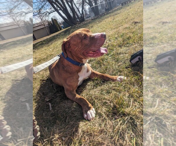 Medium Photo #6 American Pit Bull Terrier-American Staffordshire Terrier Mix Puppy For Sale in Richmond, IN, USA