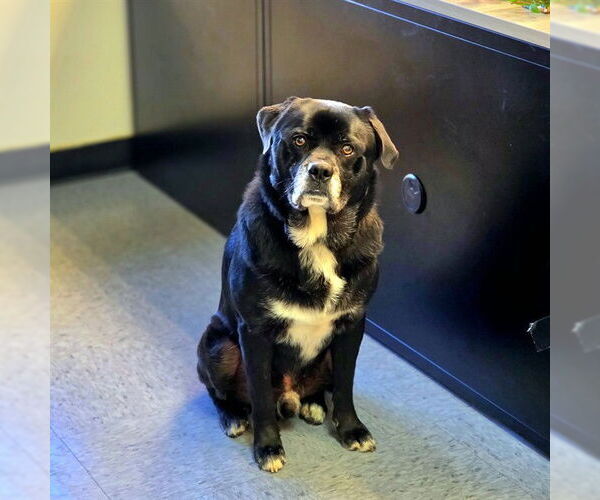 Medium Photo #3 Chow Chow-Unknown Mix Puppy For Sale in Long Beach, CA, USA