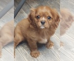 Small Photo #2 Cavalier King Charles Spaniel Puppy For Sale in PORT ORCHARD, WA, USA