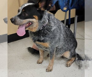 Mutt Dogs for adoption in BOYNTON BEACH, FL, USA