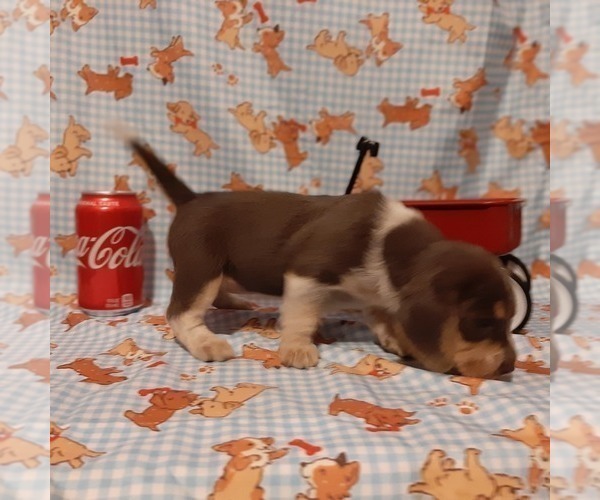 Medium Photo #3 Beagle Puppy For Sale in CARTHAGE, TX, USA