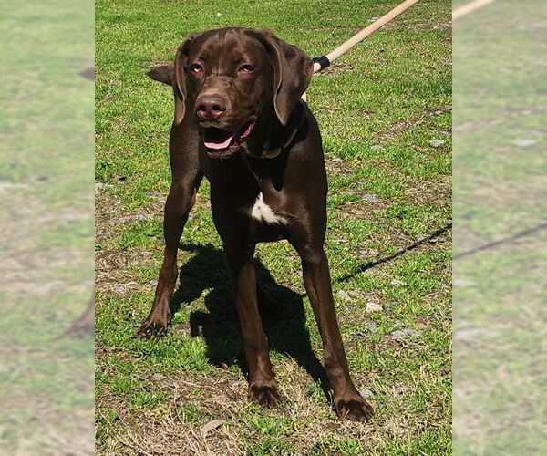 Medium Photo #1 German Shorthaired Pointer-Unknown Mix Puppy For Sale in Wetumpka, AL, USA
