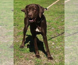 German Shorthaired Pointer-Unknown Mix Dogs for adoption in Wetumpka, AL, USA