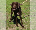 Small German Shorthaired Pointer Mix