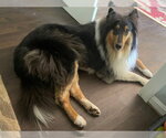 Small #1 Collie