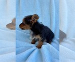 Small #4 Yorkshire Terrier