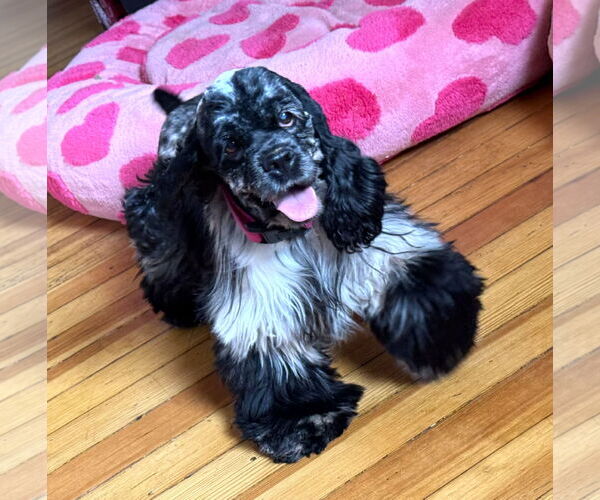 Medium Photo #1 Cocker Spaniel Puppy For Sale in Belleuve, NE, USA