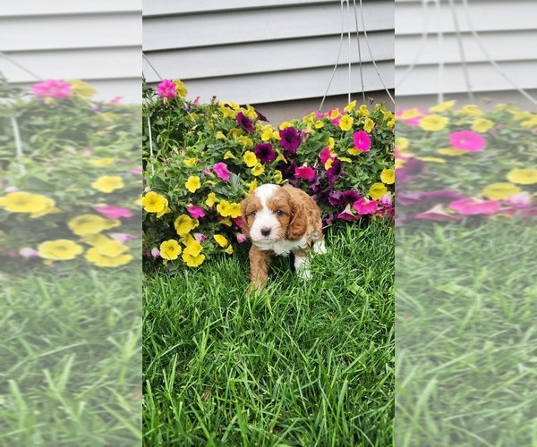 Medium Photo #12 Cavapoo (Toy) Puppy For Sale in GREENWOOD, WI, USA