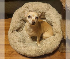 Chihuahua Dogs for adoption in Iroquois, IL, USA