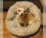 Small Chihuahua