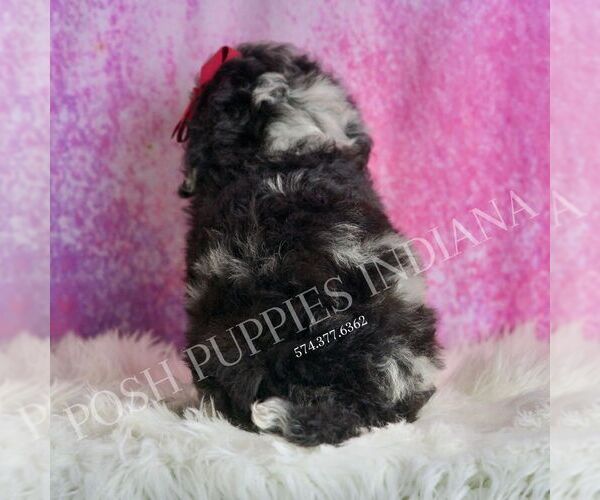 Medium Photo #5 Poodle (Toy) Puppy For Sale in WARSAW, IN, USA
