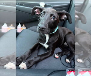 Xena - Female Mountain Cur-Whippet Mix Dog for Adoption - Photo #3