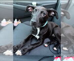 Small #2 Mountain Cur-Whippet Mix